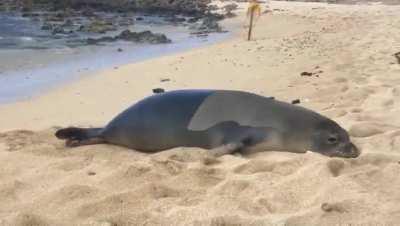 “...animals doing amazing stuff!”