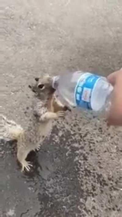 Squirrel asks for water