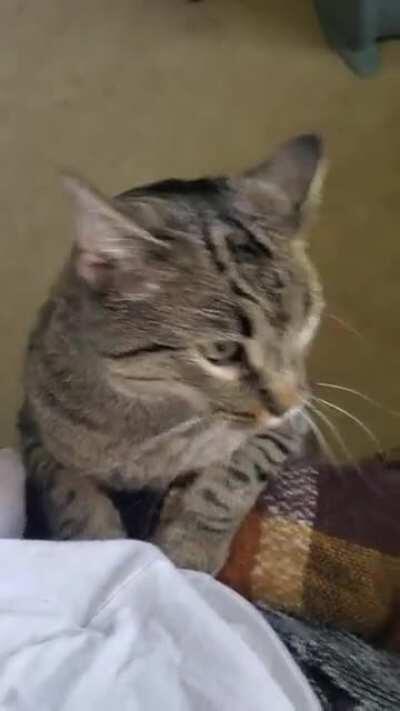 Kiwi returns with more frantic taps as she's realized I am back to working from home for 2 weeks.