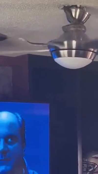 When snake hits the fan.