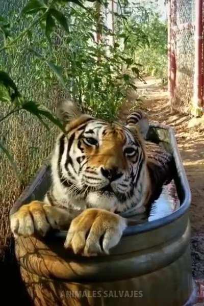 Tiger trying to cool off in a hot August day....