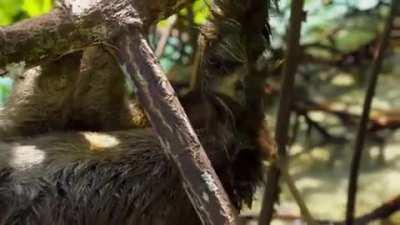 A sloth swimming in a river on her way to a special someone