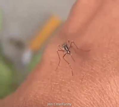 Mosquito struggling to feed