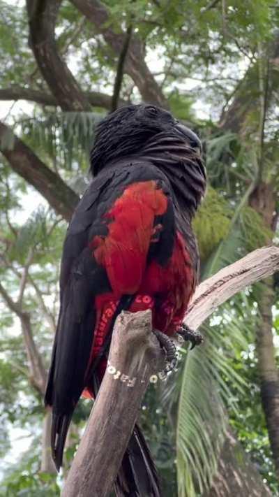 HORA DA BIOLOGIA: FLAMENGO 