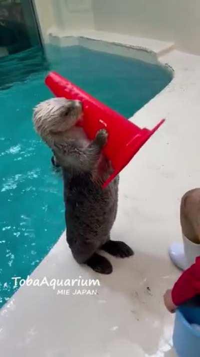 Two sea otters and their traffic cones. (Toba Aquiarium)