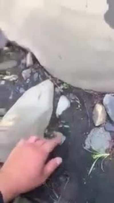 🔥 Extremely rapid creature