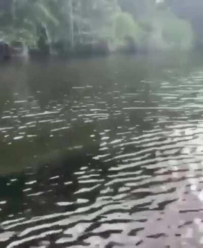 Бронированный дельфин