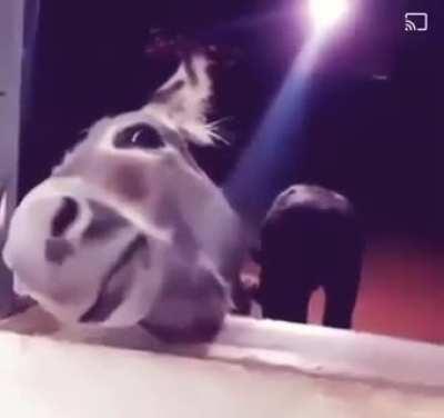 Djangoooooo 😍😍😍