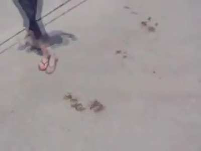 Sandy Steps on Giant Locusts