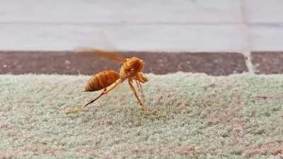 A bee trying to reattach it's head