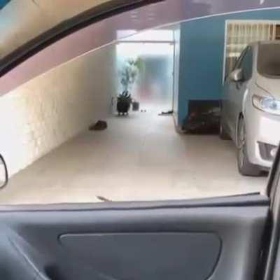 And... Here He Comes!!!