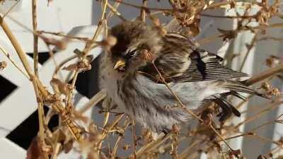 I've never seen this species of bird in Calgary before, does anyone know what it is? It was a little smaller than a common sparrow and even let us pet it.