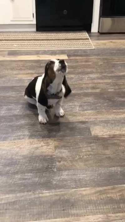 My pup letting it all out after dad left to the grocery store