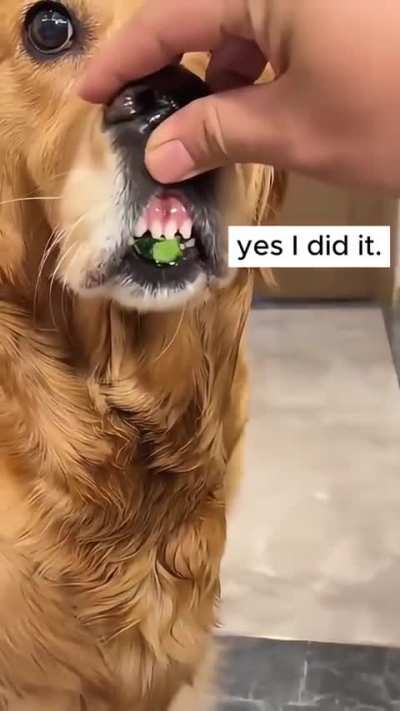 Another day, another doggo.