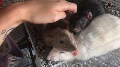 Wholesome cuddle pile