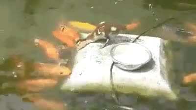 Foodsharing is adorable