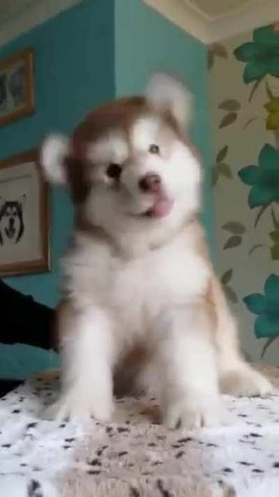 Not sure if puppy or adorable tiny bear