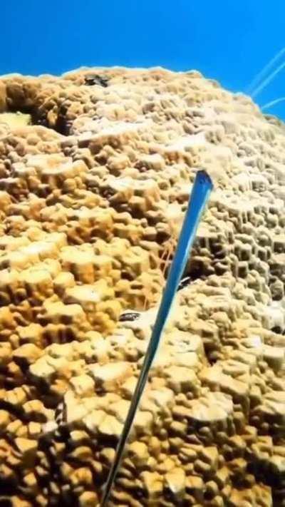 Juvenile oarfish swimming around the Great Barrier Reef, estimated at 5 ft in length