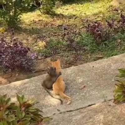 This baby monkey and his kitten pal.