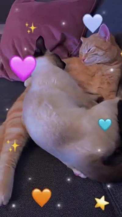 This Is What Falling In Love Feels Like