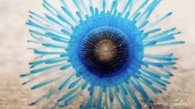 🔥 Blue button Porpita