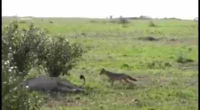 How much do you think he was dared to do it?