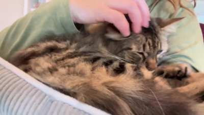 Cosmo purrs are excellent feedback on a busy day