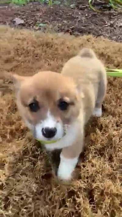 Tofu insists on walking herself