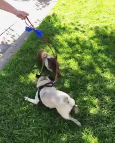 New friends getting tangled