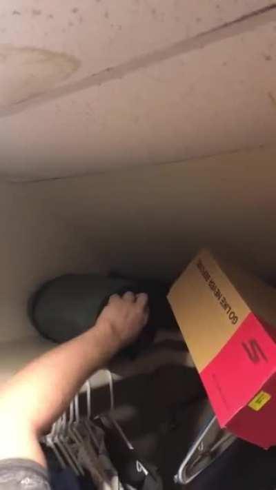 Surprise squirrel in my room