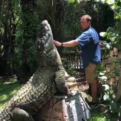 Guy up close giving an alligator a chin rub like it's his pet