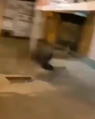 O cara tropeçou na linha do Equador