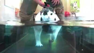 Chonk getting a workout on a water treadmill