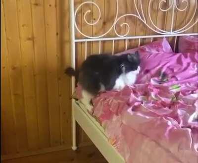 *Chonk music starts*