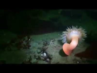 Anemone fleeing from a starfish