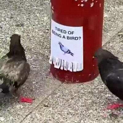 Some of the drones are getting tired of all the lies