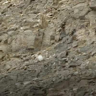 Mother nature sorts out the tough right away.This Barnacle gosling, to avoid starvation. Must reach the river below. That's a drop of 400 feet below despite the fact that the chick doesn't learn to fly for another month.🪶 ~S~