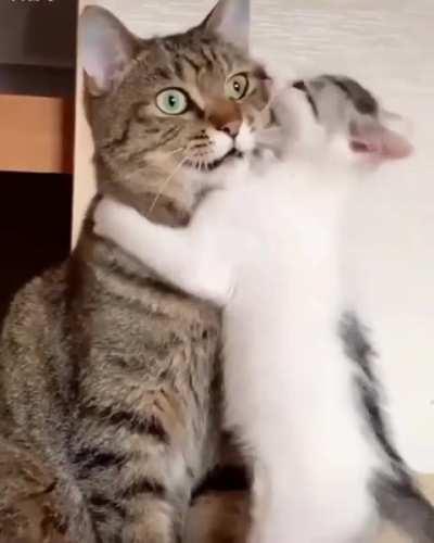 Have you seen such love between cats?