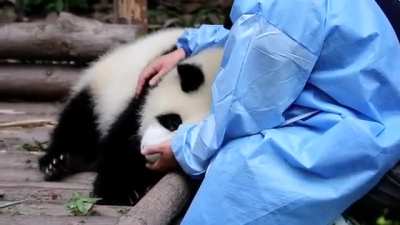 Panda hugs caretaker