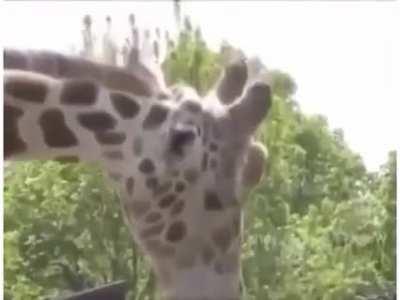 Soldier giving chocolate to Iraqi kid