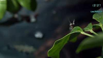 Рыбы вида Toxotes microlepis, принадлежащие к семейству брызгуновых, питаются наземными насекомыми, которых они способны сбивать налету струйкой воды.