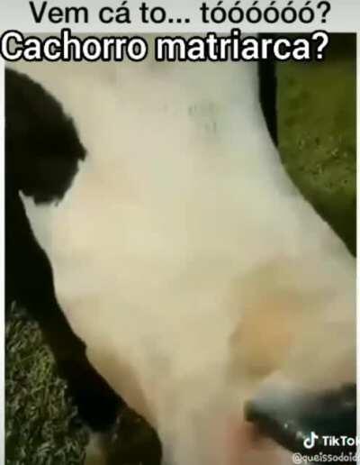Ei vi o vídeo e pensei cachorro matriarca?