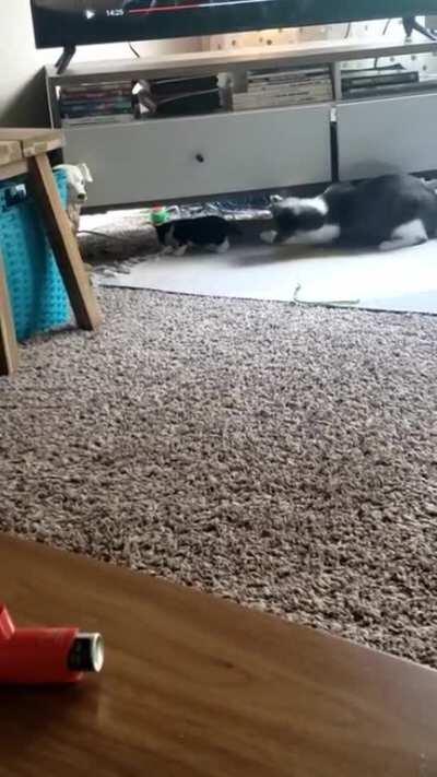 This 6 second video of a kitten being startled, for your viewing pleasure