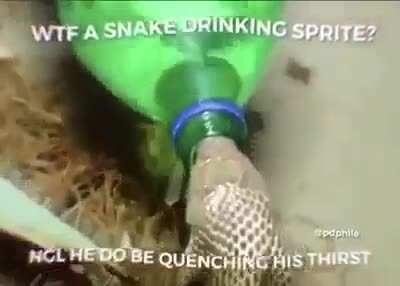 snake moment