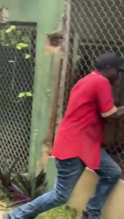 Man taunting enraged lion puts his fingers in it's mouth for a very bad outcome