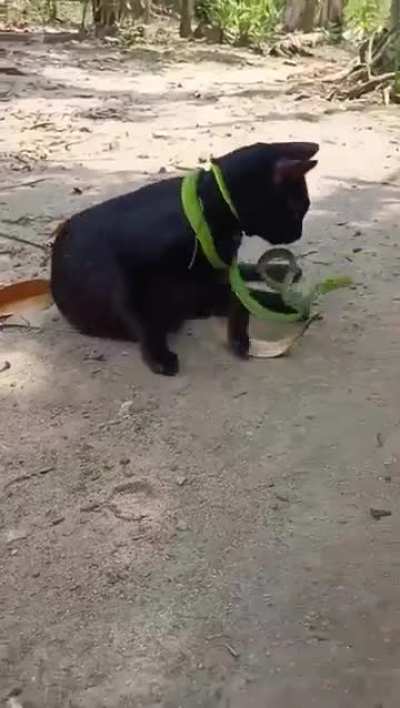 Meowsmer the Impaler!