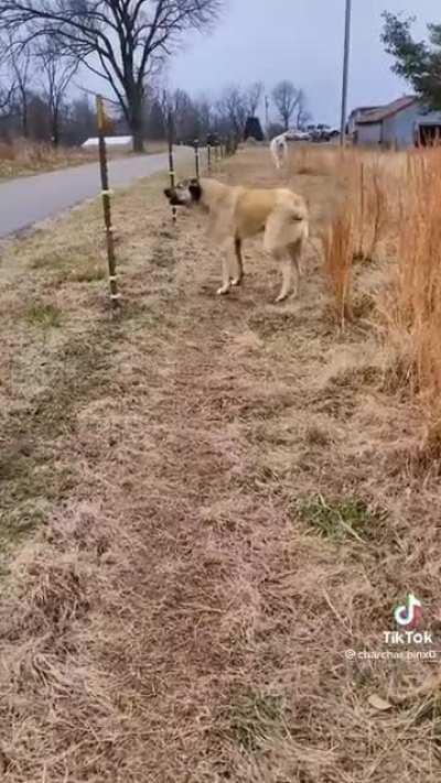 Dog declares war on fence that hurts his goats