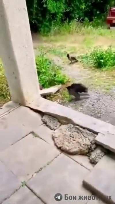 Cat attacked by several birds after snatching a bird from midair and then another cat joined the fray