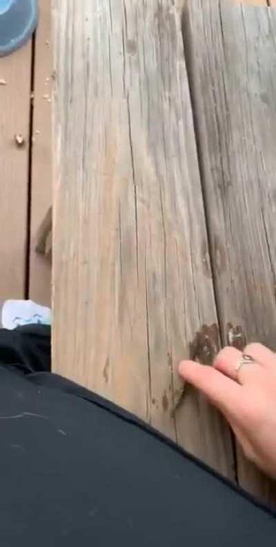 They are so very proud of it