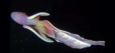 Female Blanket Octopus